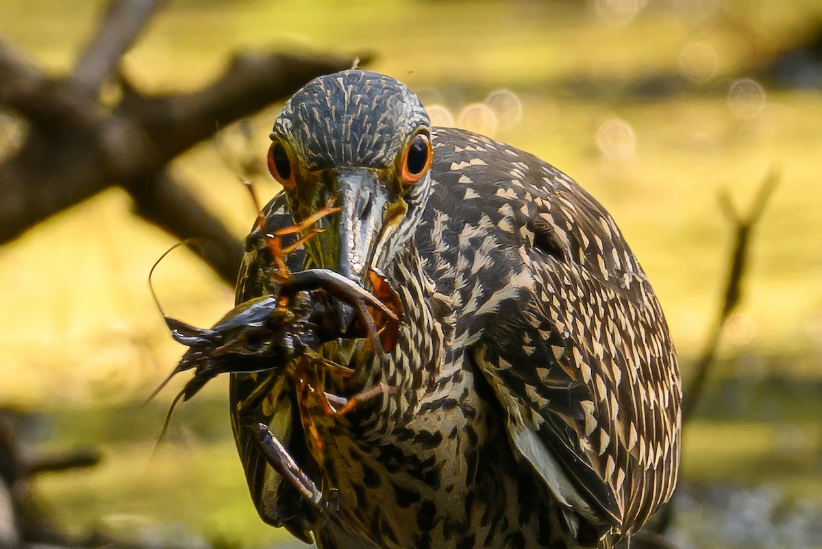 Yellow-crowned Night Heron - ML621135942