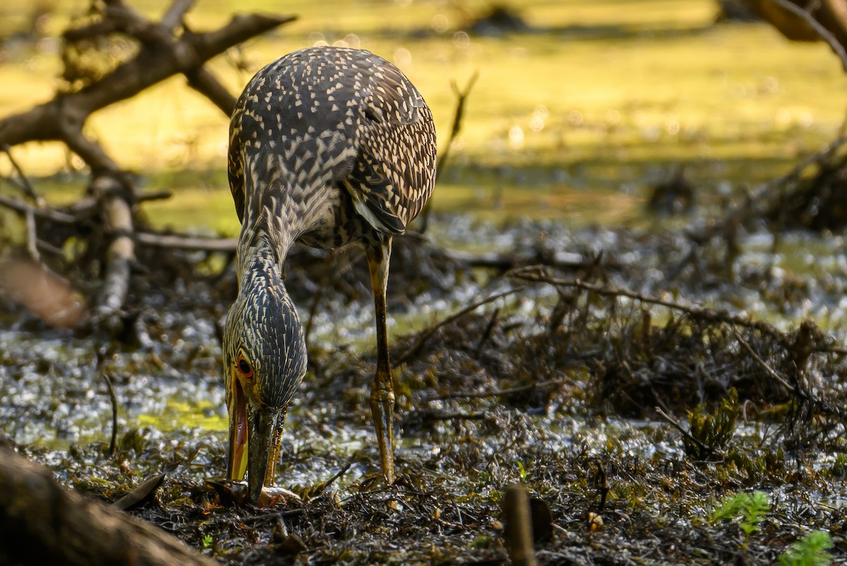 Yellow-crowned Night Heron - ML621135944