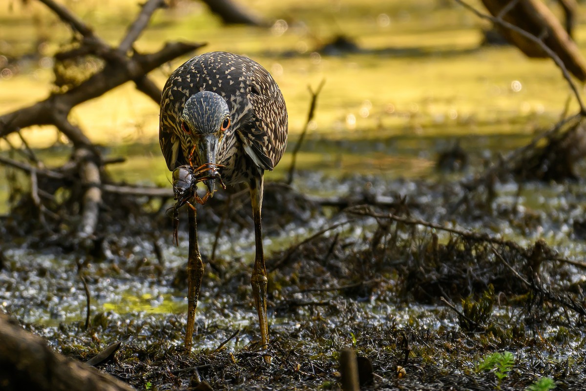 Yellow-crowned Night Heron - ML621135945