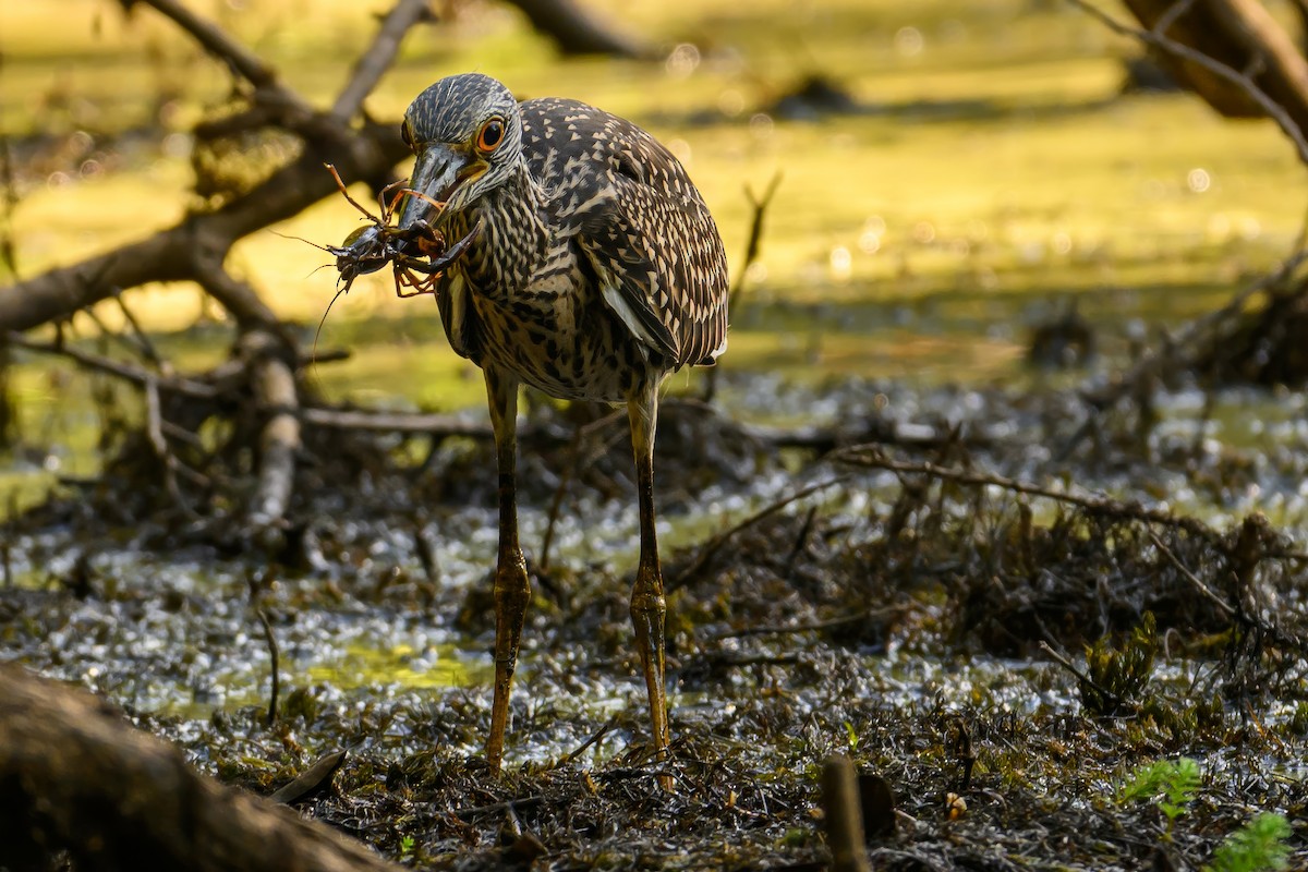 Yellow-crowned Night Heron - ML621135948