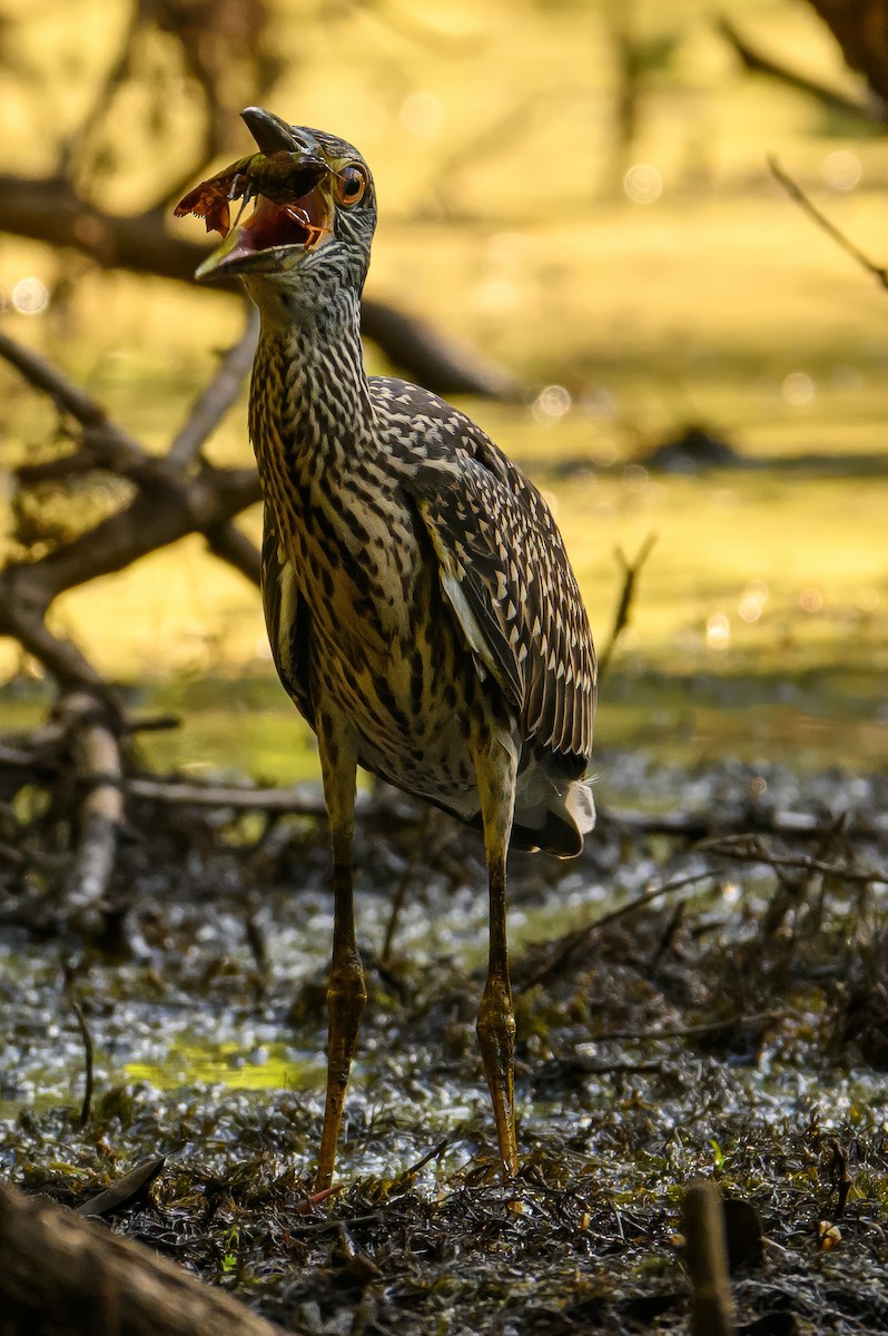 Yellow-crowned Night Heron - ML621135949