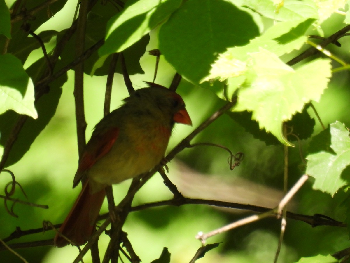 Cardinal rouge - ML621135976