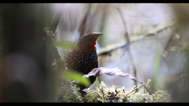 Tapaculo Ocelado - ML621135982