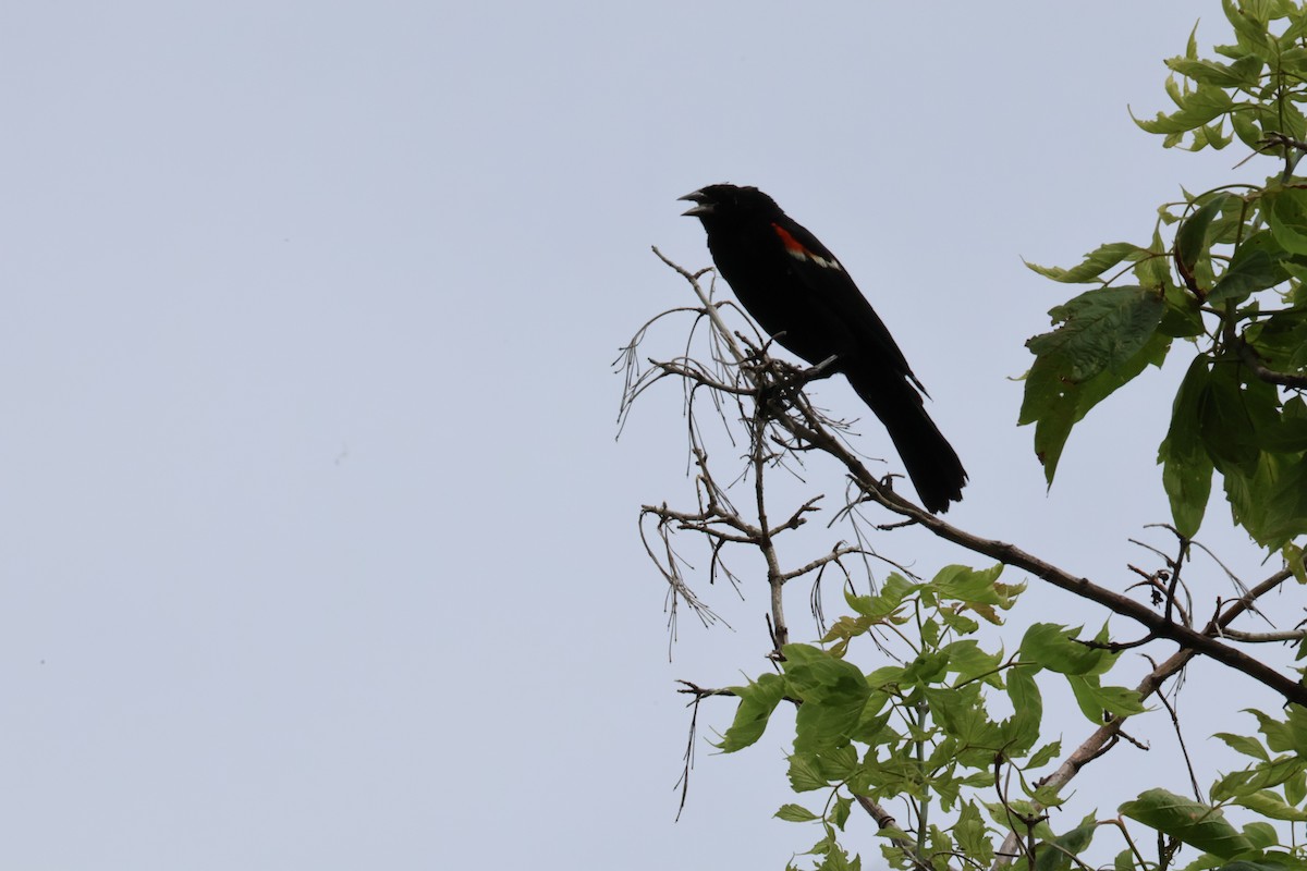 Red-winged Blackbird - ML621136052