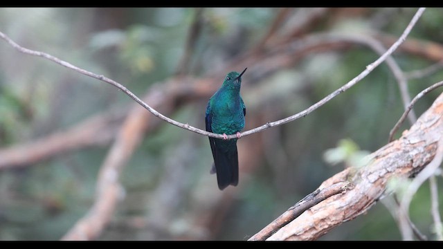 kolibřík modrokřídlý - ML621136055