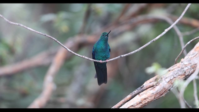 Colibri à ailes saphir - ML621136055