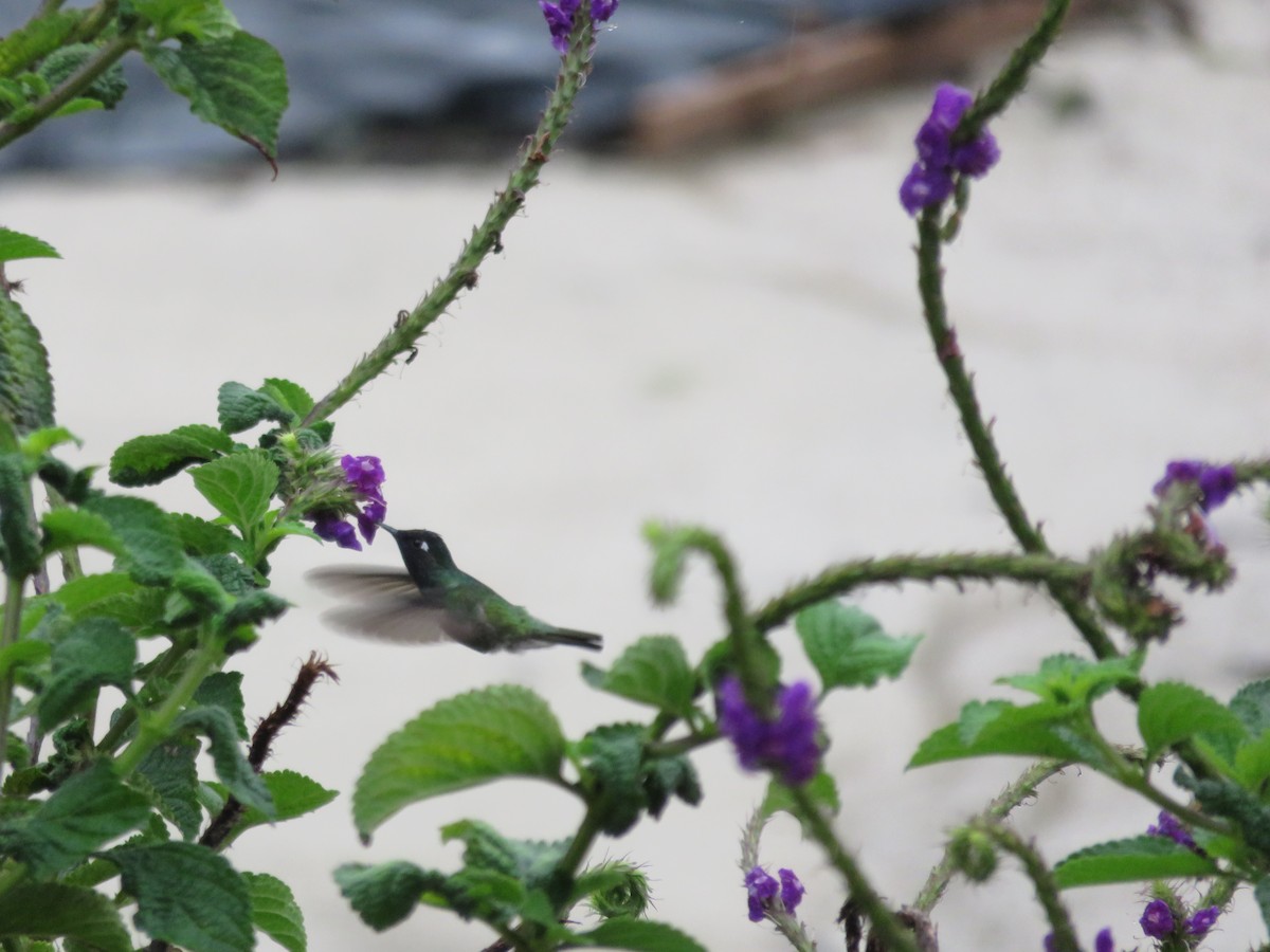 kolibřík fialovohlavý - ML621136058