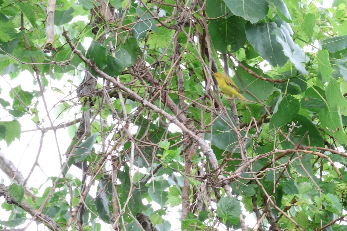 Yellow Warbler - ML621136059