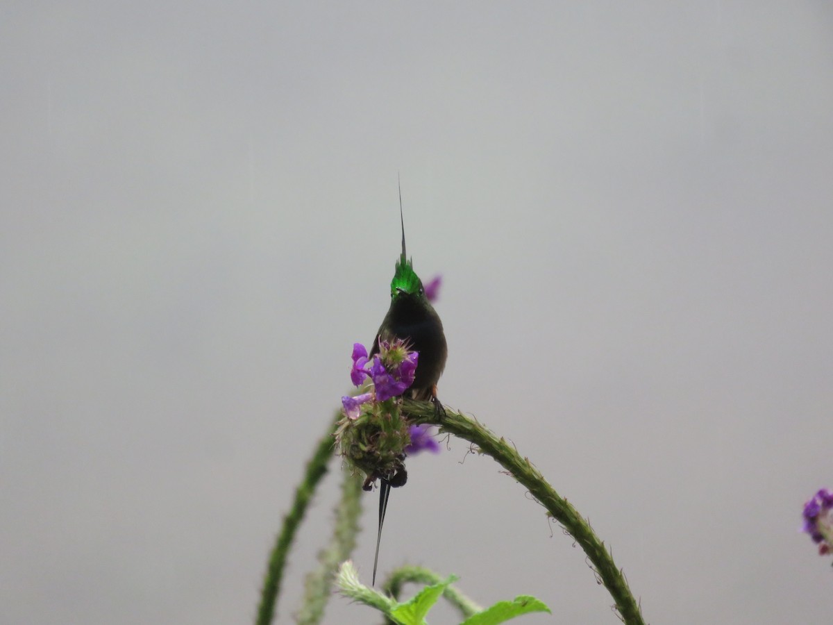 kolibřík ostrochocholatý - ML621136061