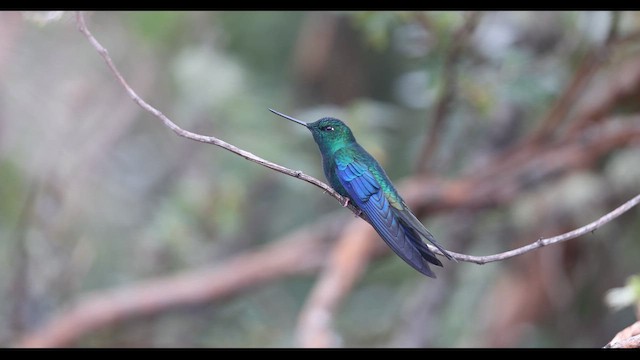 kolibřík modrokřídlý - ML621136077
