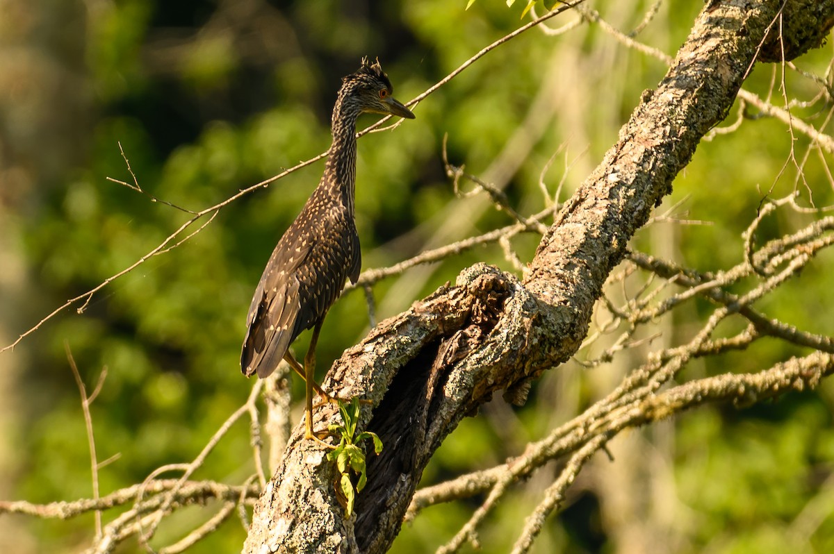 Yellow-crowned Night Heron - ML621136084