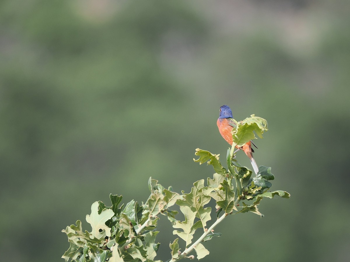 Painted Bunting - ML621136105