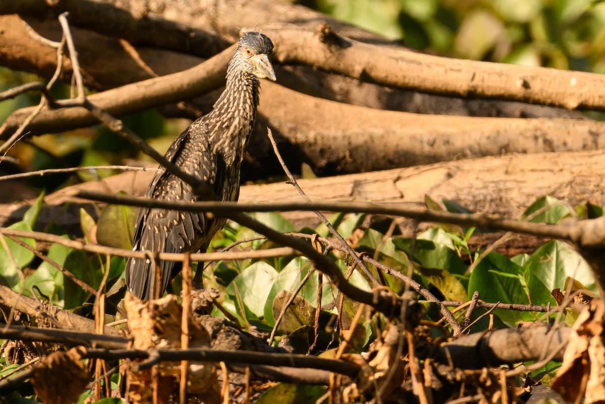 Yellow-crowned Night Heron - ML621136118