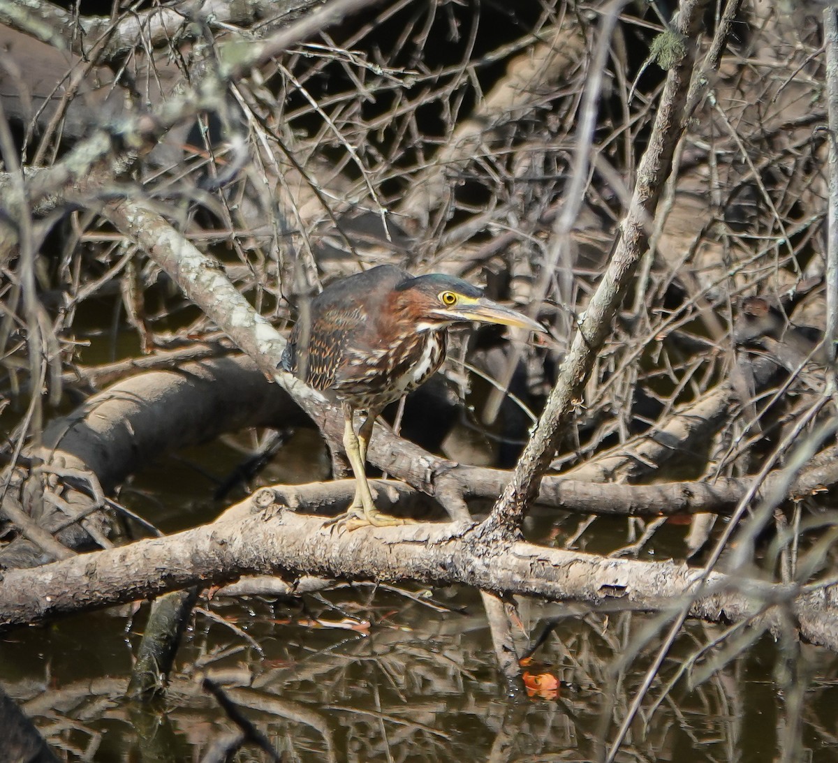 Green Heron - ML621136131