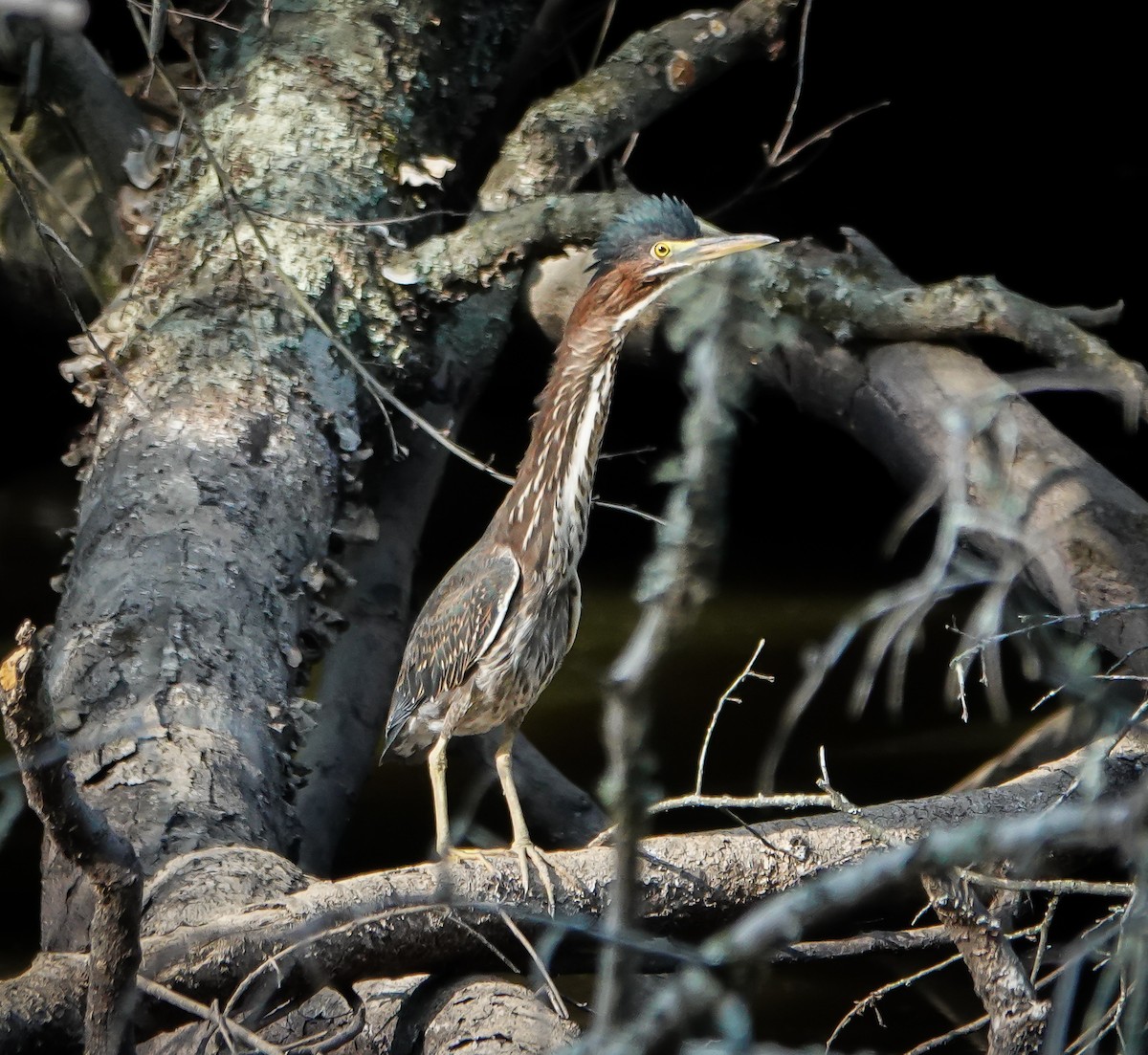 Green Heron - ML621136133