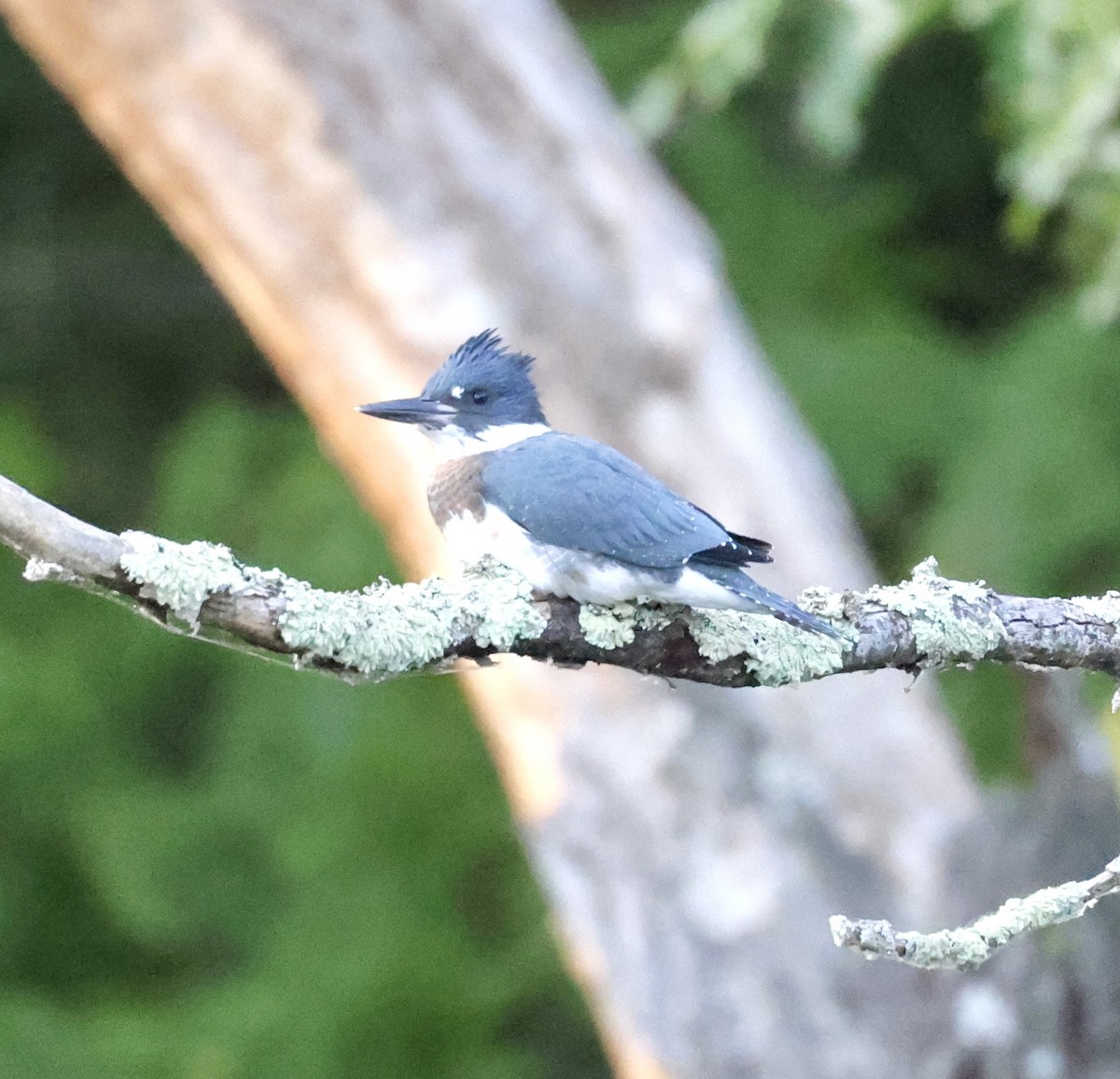 Belted Kingfisher - ML621136165