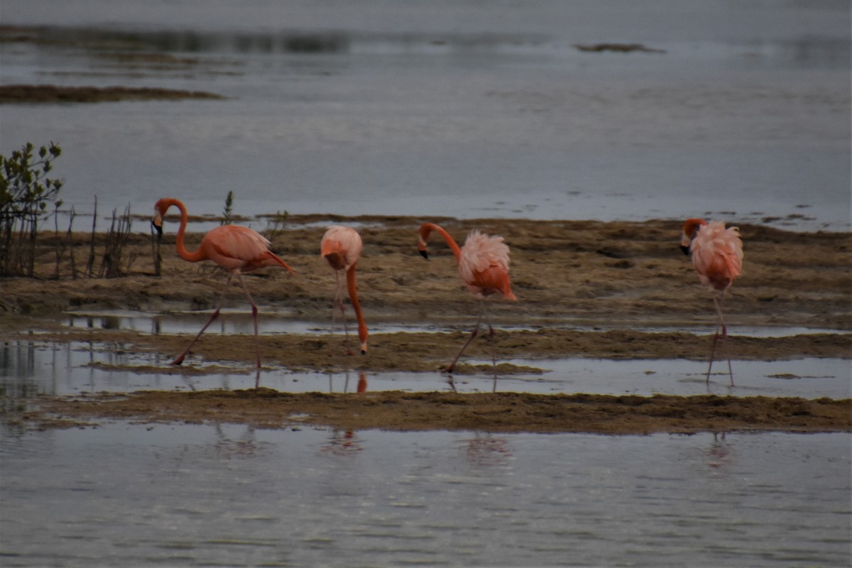 Amerika Flamingosu - ML621136171