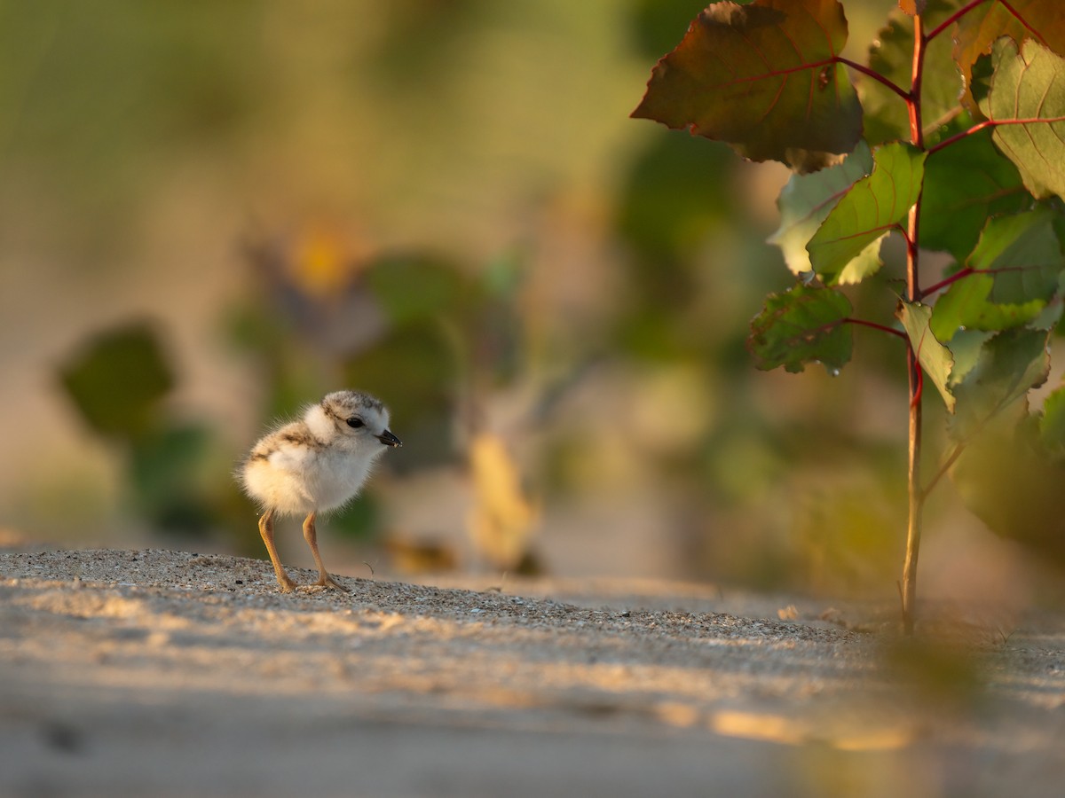 Piping Plover - Kelly Ballantyne