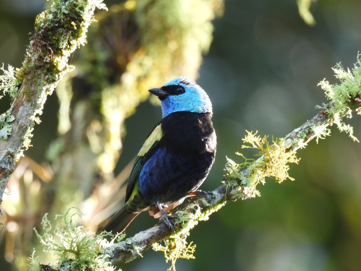 Blue-necked Tanager - ML621136195