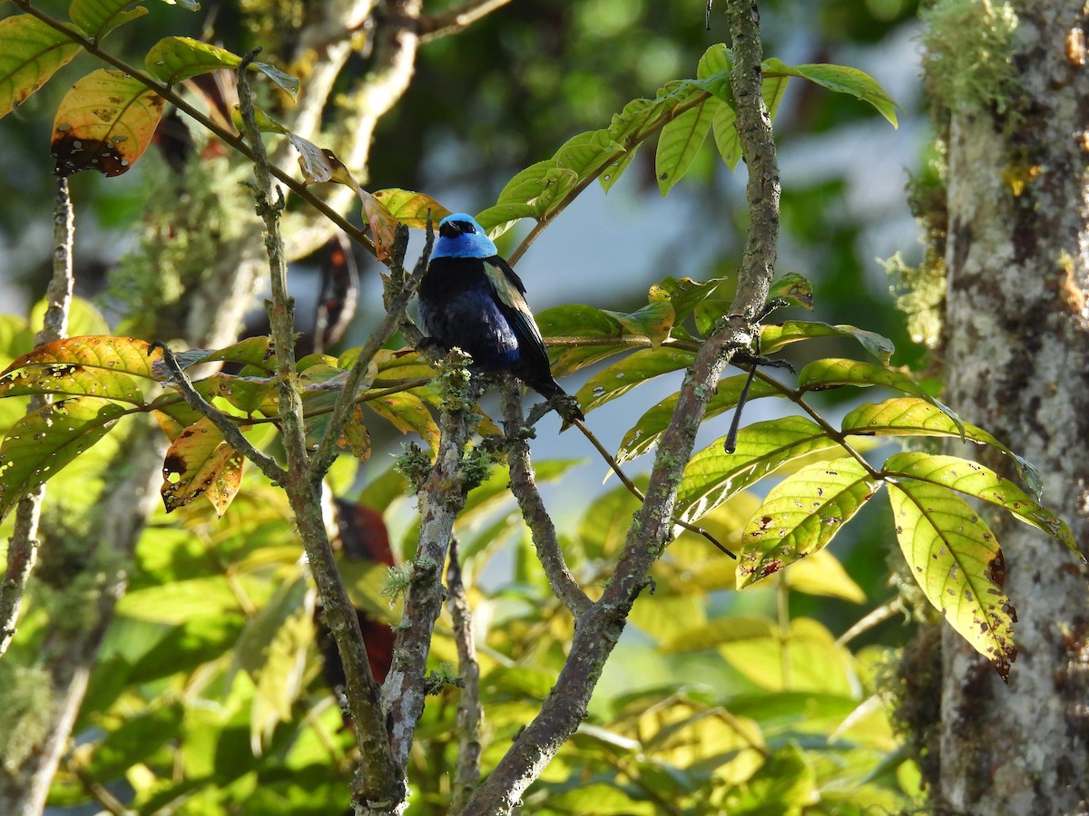 Blue-necked Tanager - ML621136197