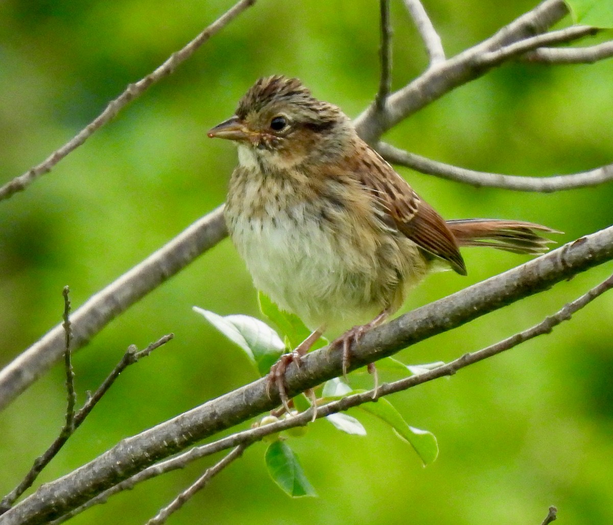 Swamp Sparrow - ML621136222