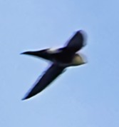 White-throated Swift - ML621136229