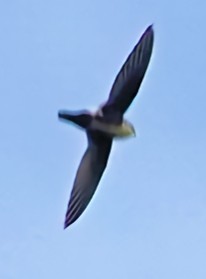 White-throated Swift - ML621136230