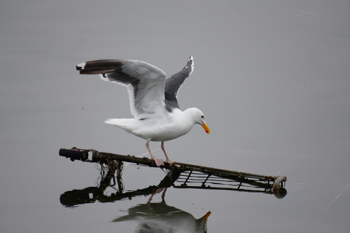 Western Gull - ML621136232