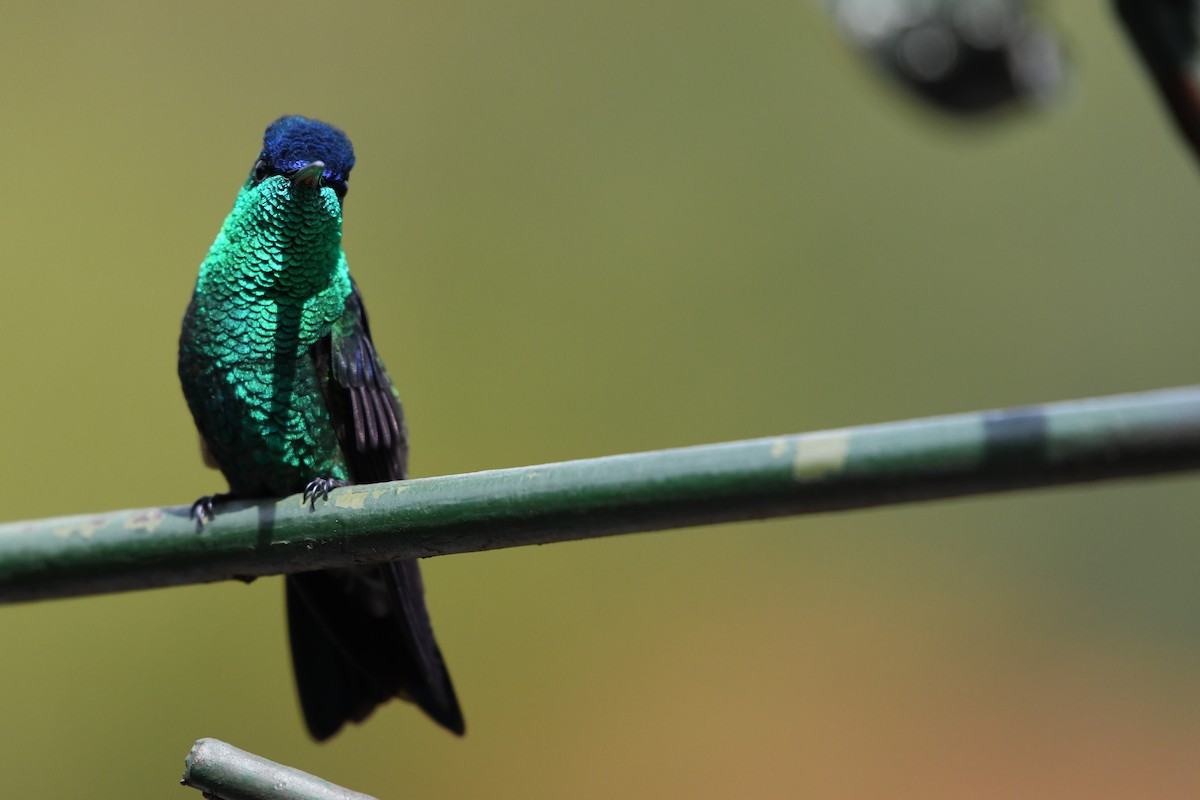 kolibřík indigovohlavý - ML621136233