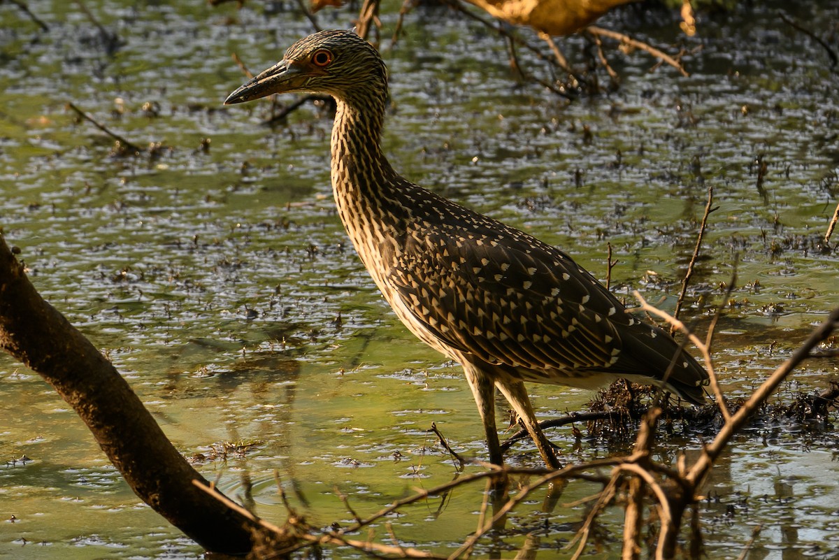 Yellow-crowned Night Heron - ML621136234