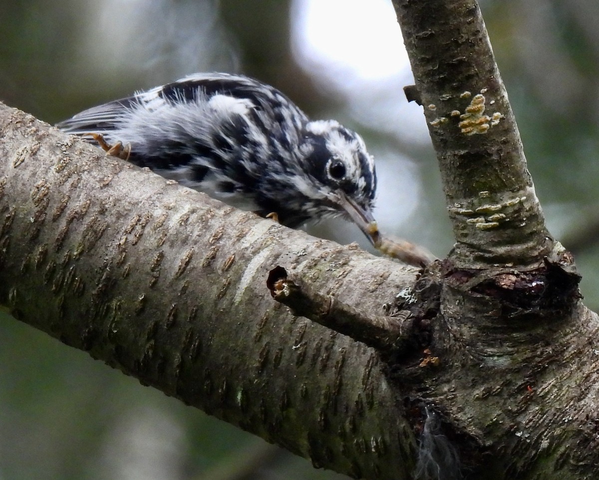 Black-and-white Warbler - ML621136237
