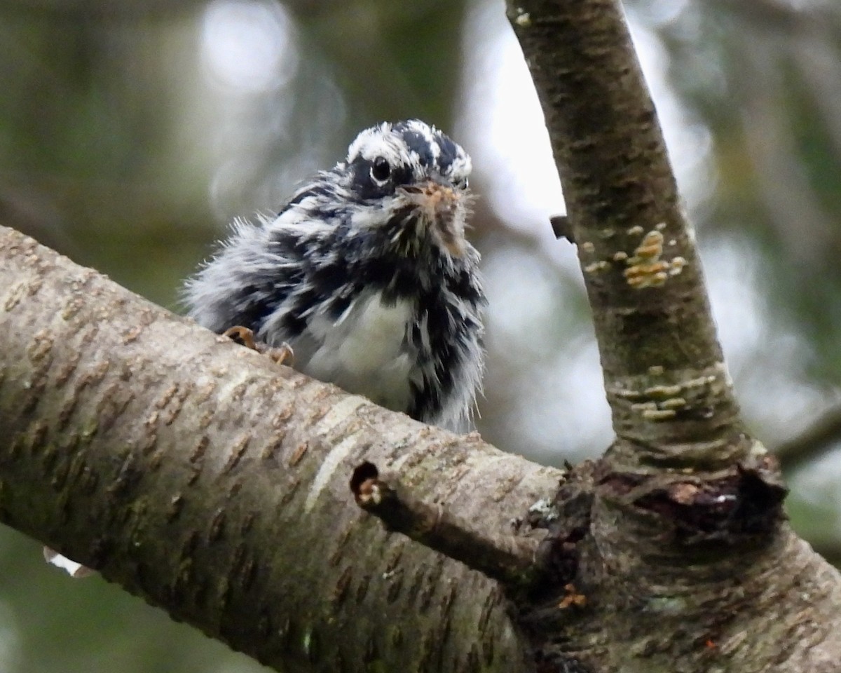 Black-and-white Warbler - ML621136238
