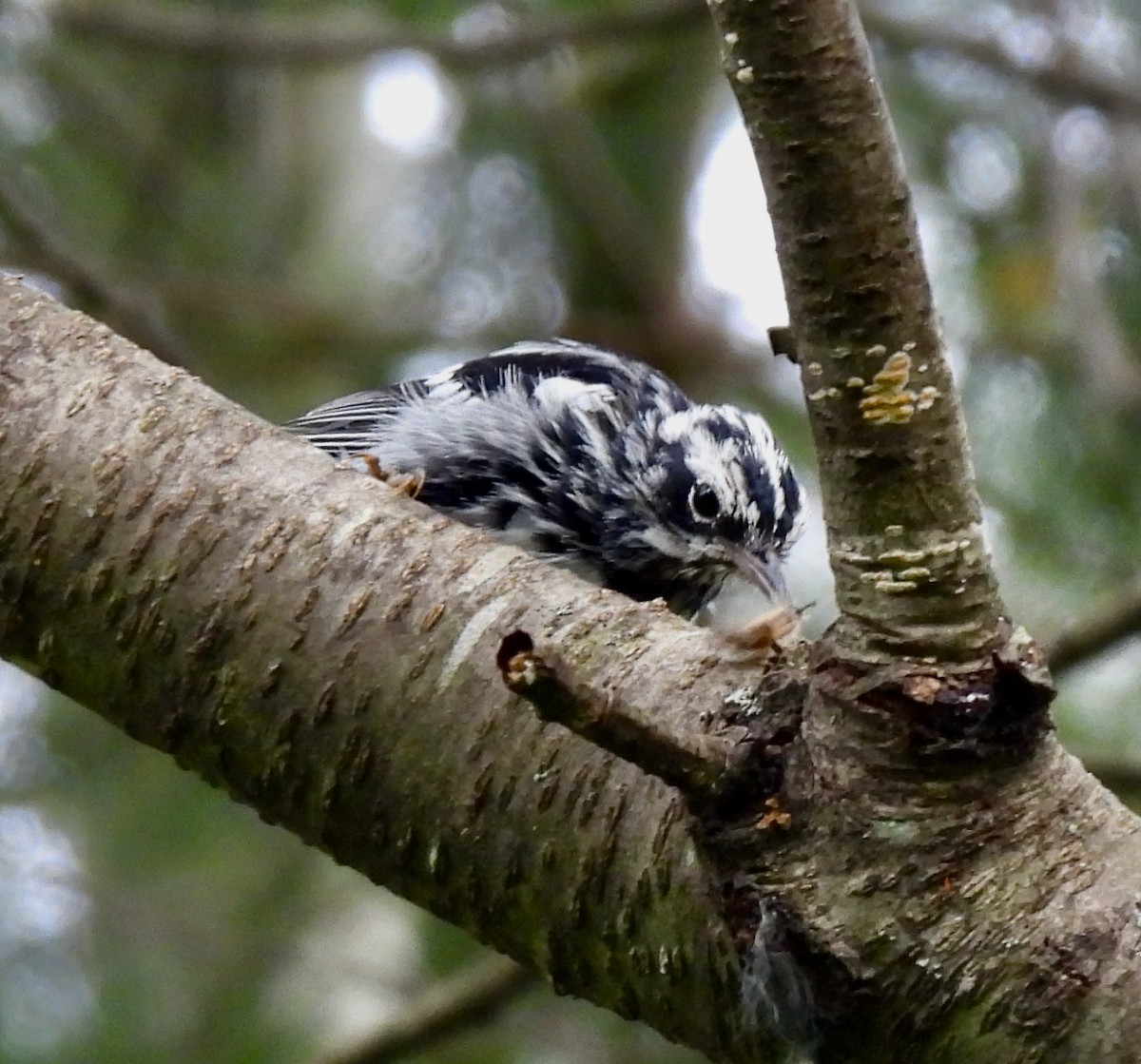 Black-and-white Warbler - ML621136239