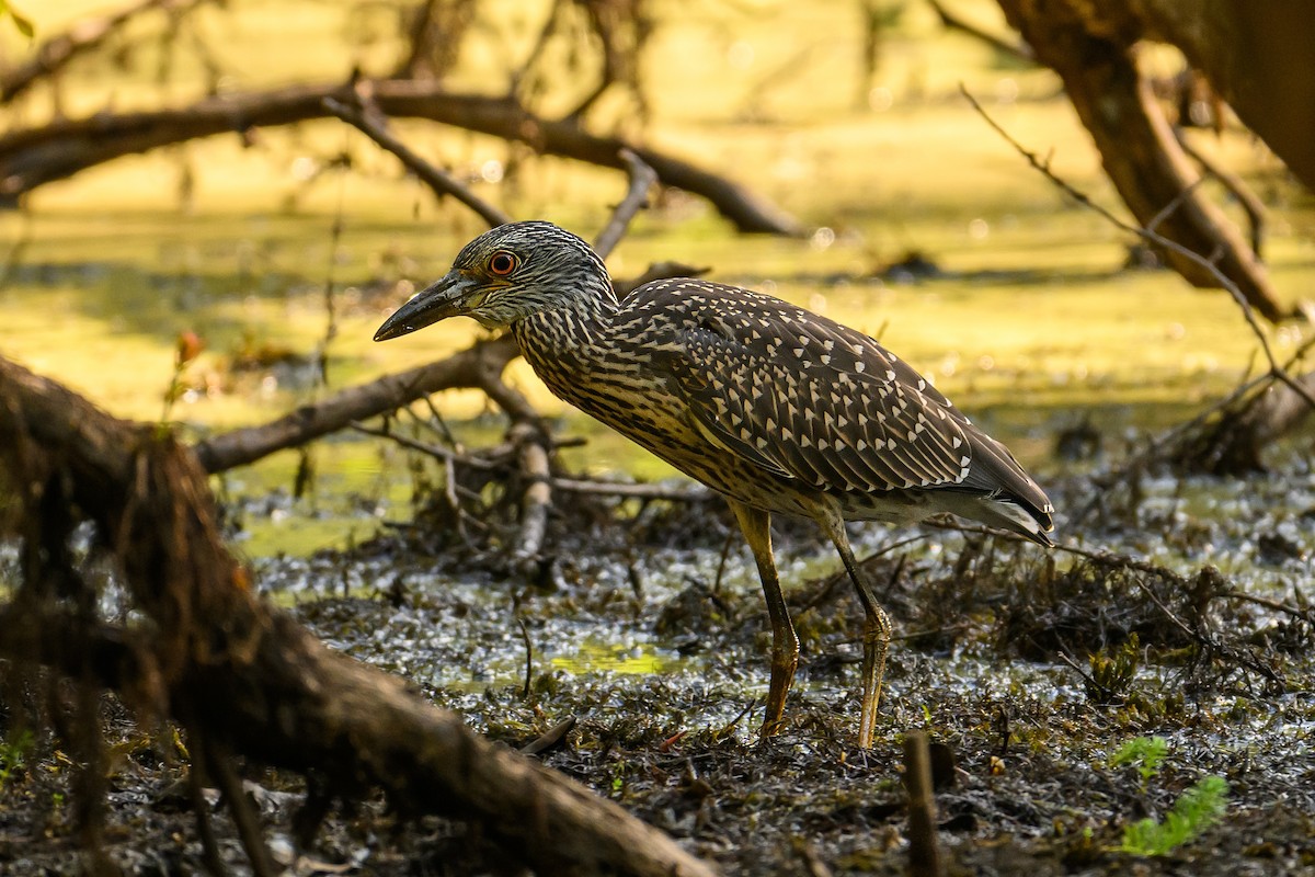 Yellow-crowned Night Heron - ML621136247