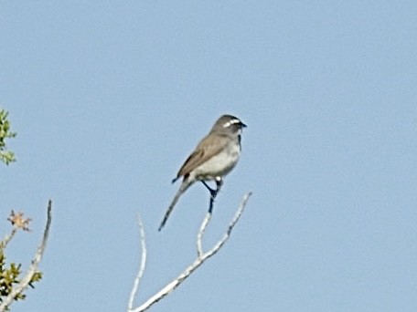Black-throated Sparrow - ML621136249