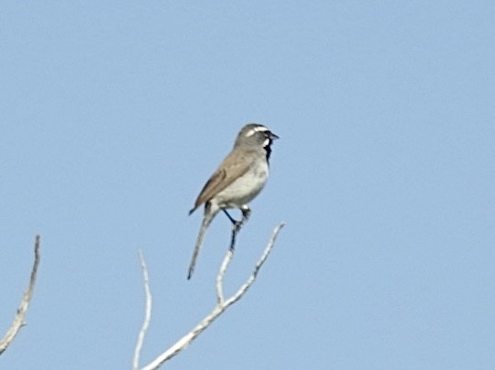 Black-throated Sparrow - ML621136252