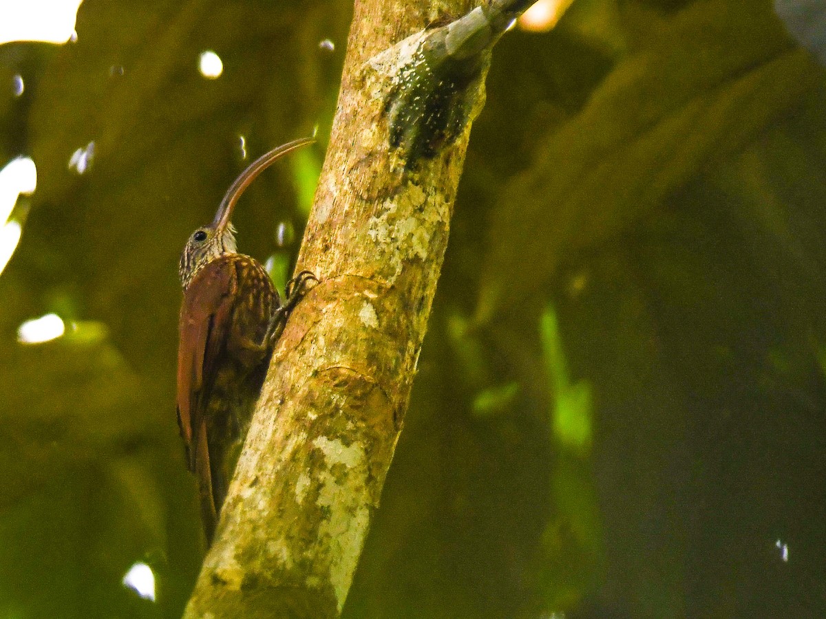 Дереволаз-серподзьоб амазонійський (підвид multostriatus) - ML621136260