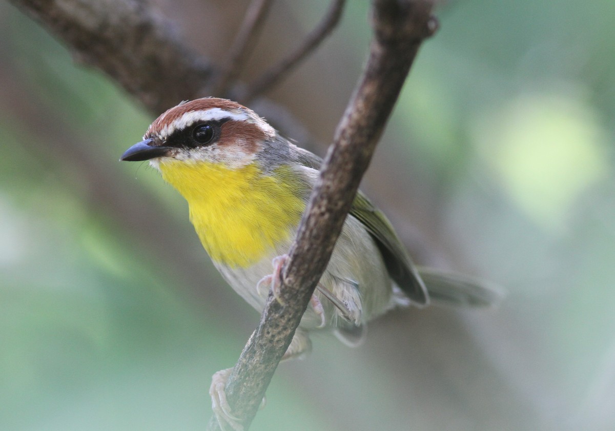 Rufous-capped Warbler - ML621136280