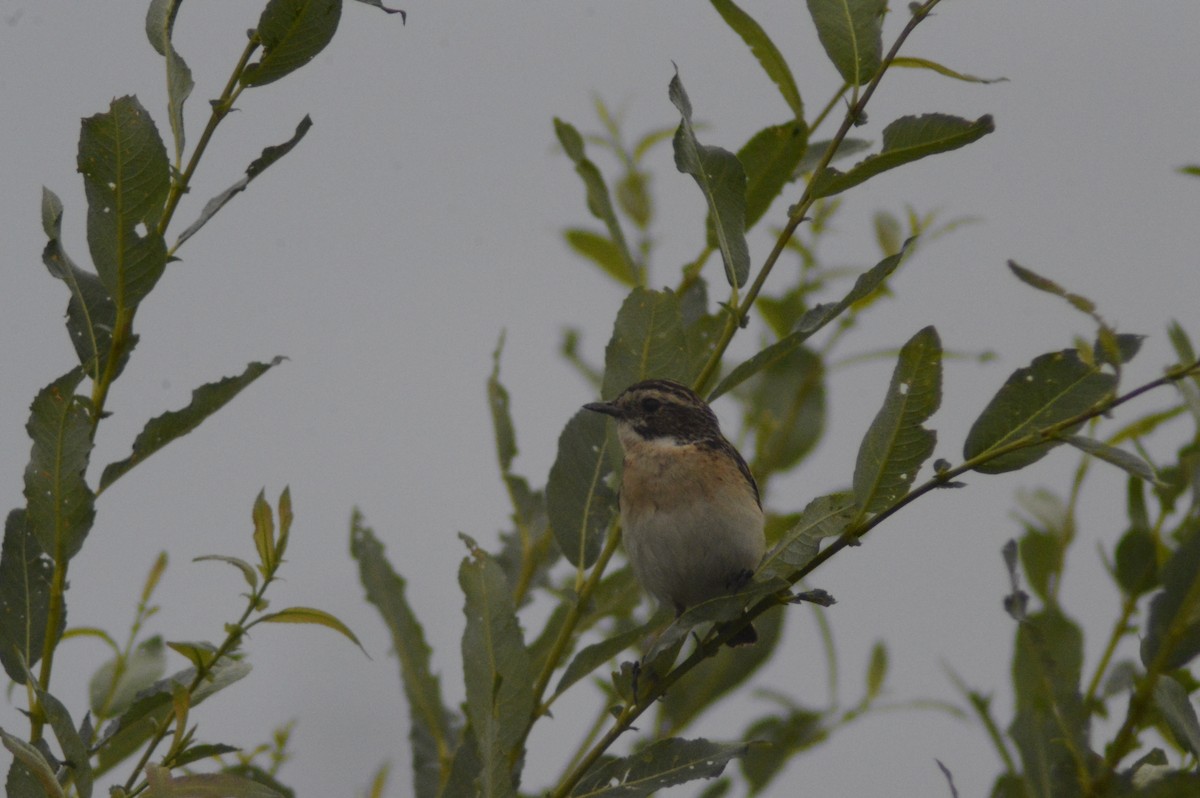 Whinchat - ML621136282