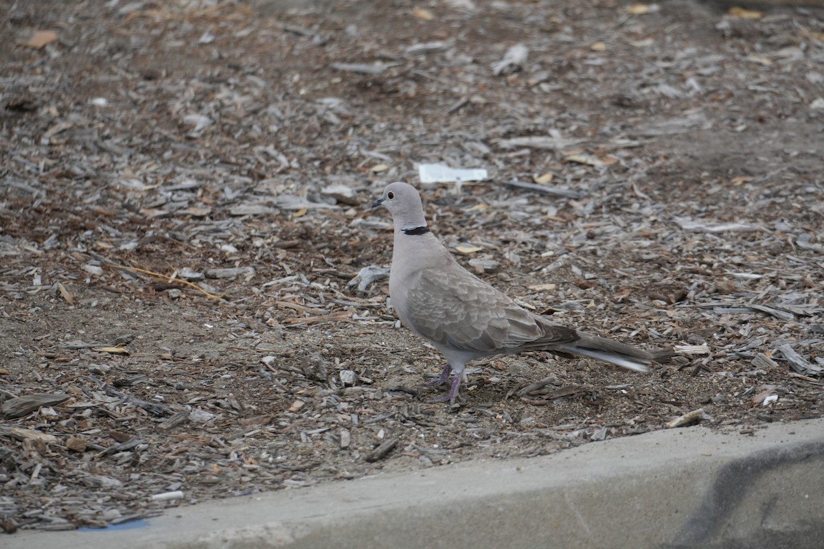 灰斑鳩 - ML621136288