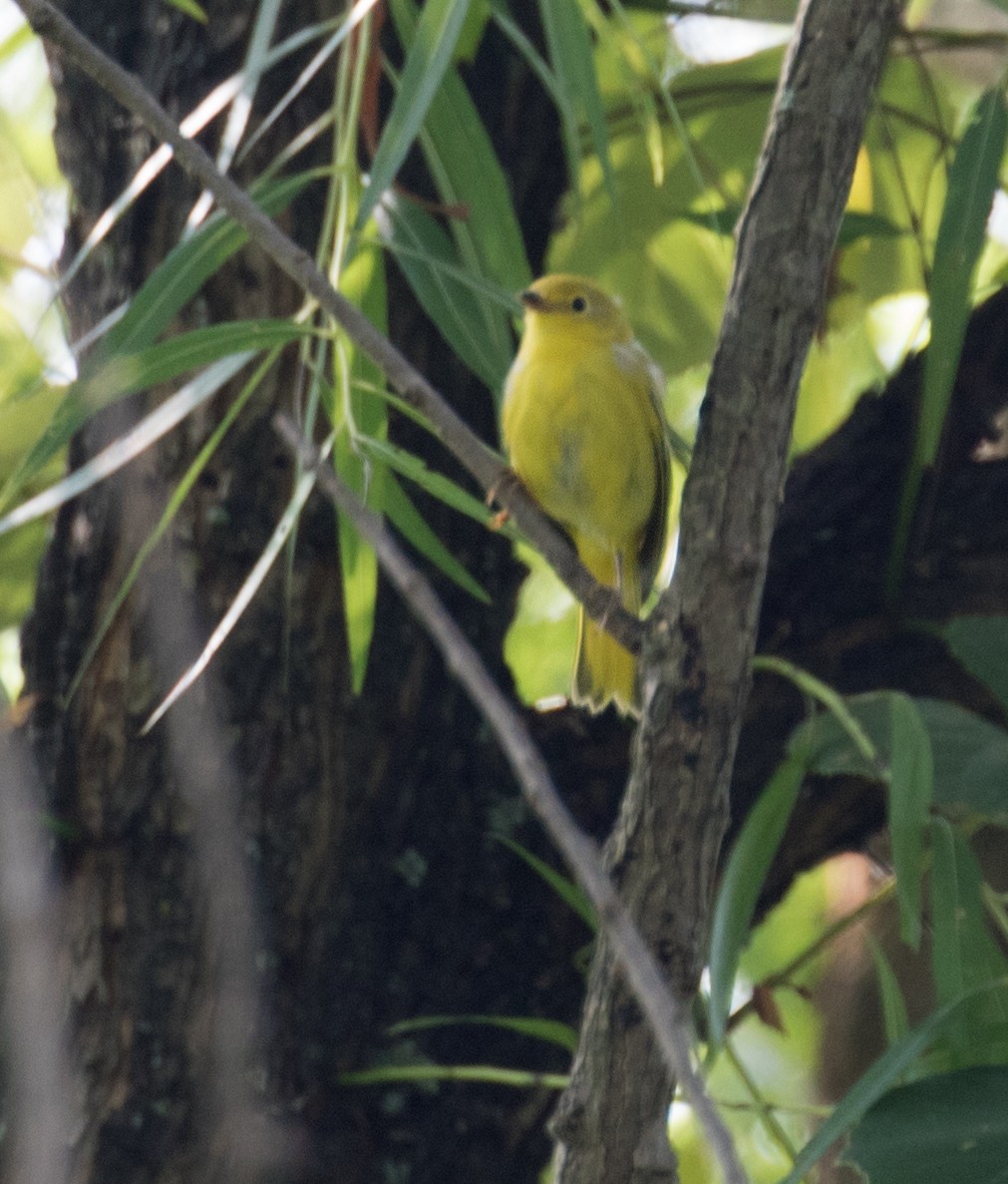 Yellow Warbler - ML621136303