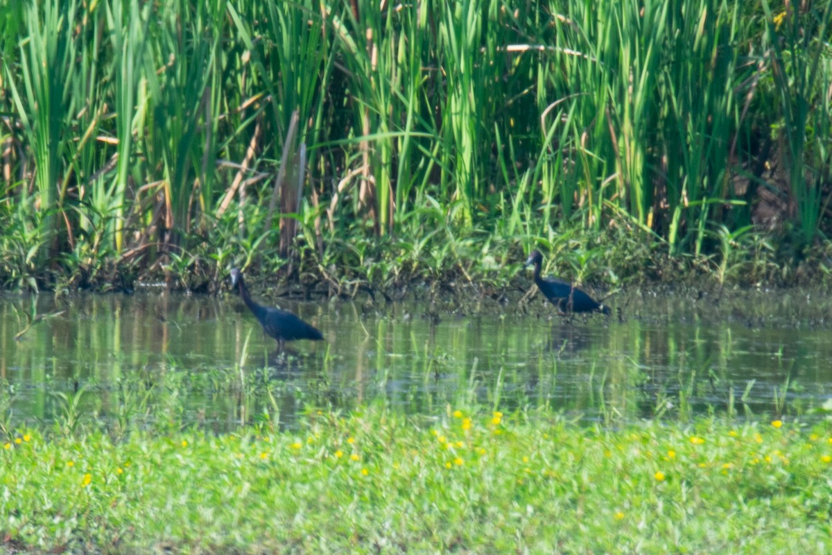 Little Blue Heron - ML621136309