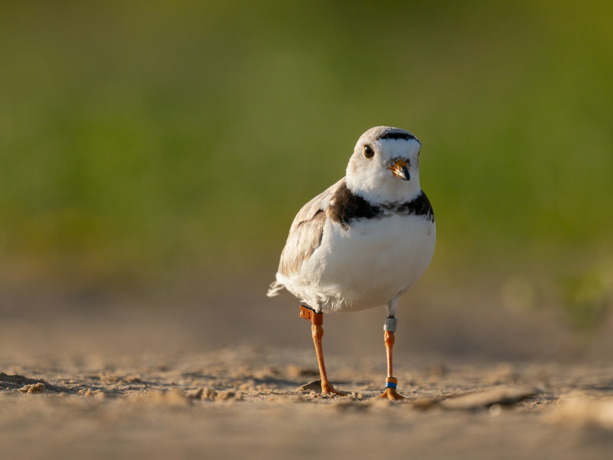 Piping Plover - ML621136339