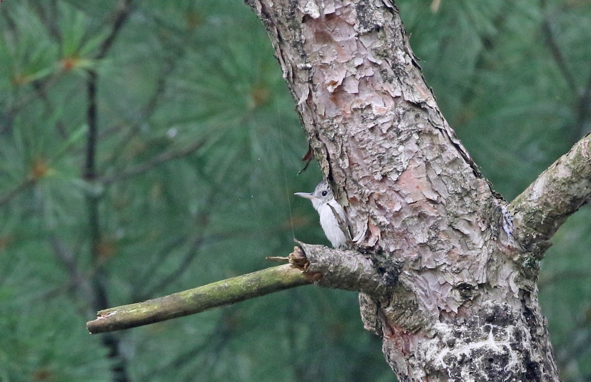 White-breasted Nuthatch - ML621136342