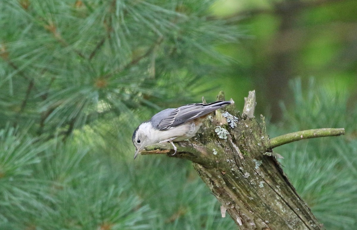 White-breasted Nuthatch - ML621136345