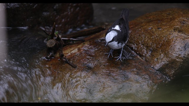 White-capped Dipper - ML621136368