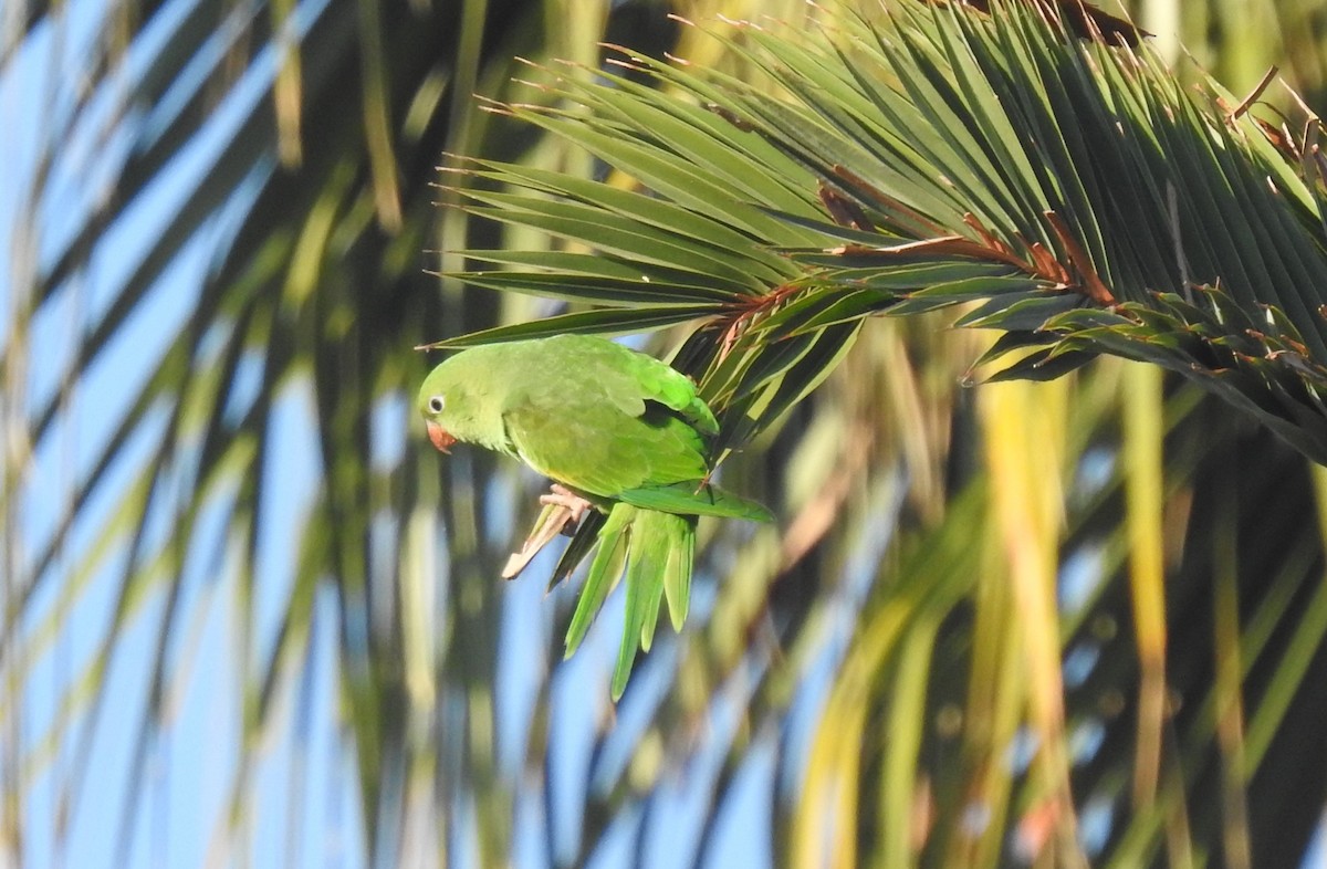 Yellow-chevroned Parakeet - ML621136389