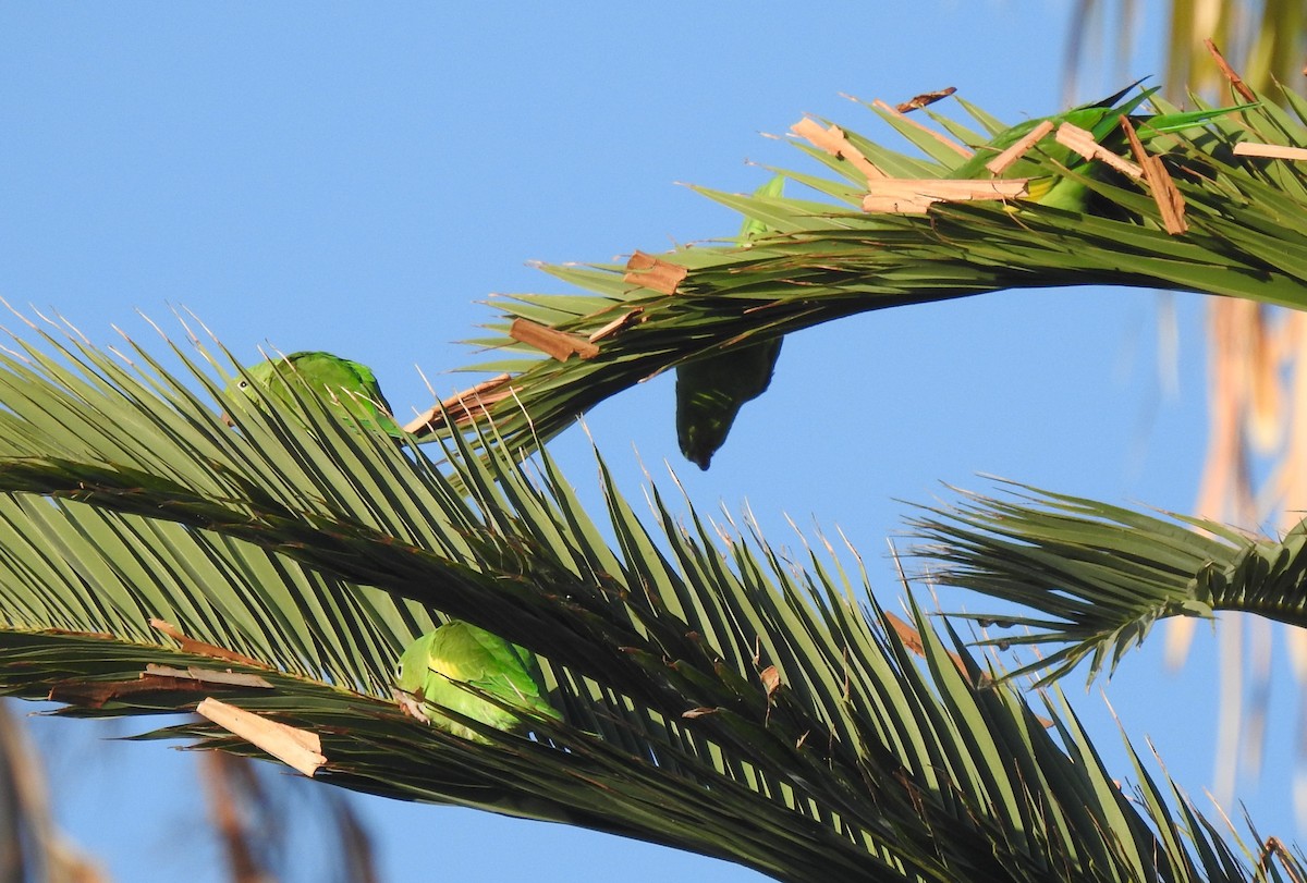 Yellow-chevroned Parakeet - ML621136397