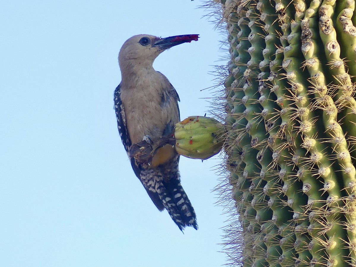 Gila Woodpecker - ML621136456