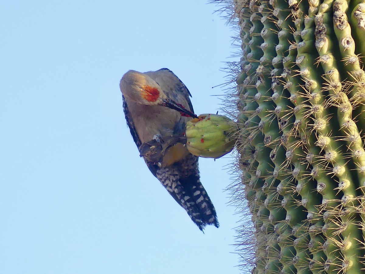 Gila Woodpecker - ML621136459